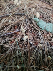 Cudoniaceae