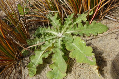 Sonchus kirkii