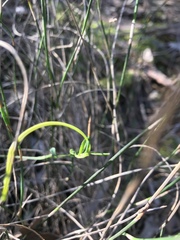 Comesperma volubile