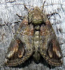 Heterocampa obliqua