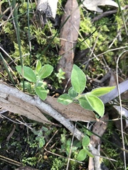 Billardiera scandens