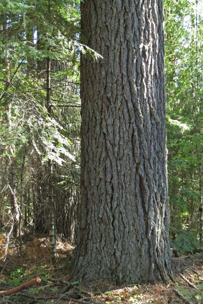 White Pines