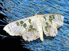 Scopula parvimacula