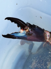 Charybdis japonica