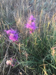 Liatris punctata