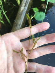 Potamogeton gramineus
