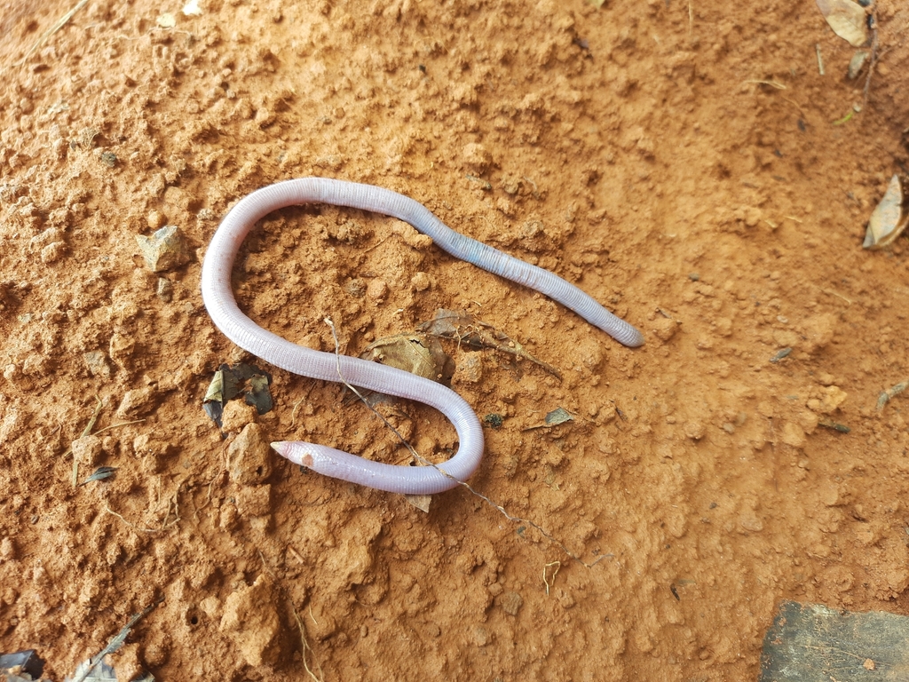 Amphisbaena bilabialata