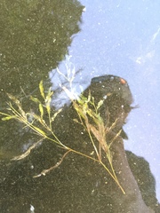 Potamogeton gramineus