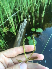 Potamogeton gramineus