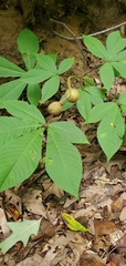 Aesculus parviflora