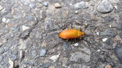 Cistelina tricolor
