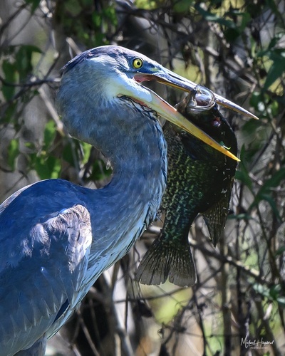 Black Crappie, Goat Island, DeBary, FL, US, photo 8 of 10