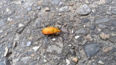Cistelina tricolor