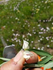 Lathyrus lanszwertii