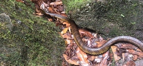 Tiger Snake sighting