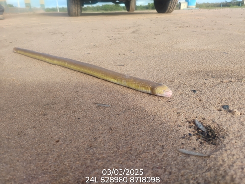 Red Worm Lizard
