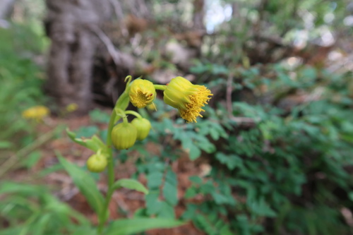 Senecio bigelovii var. bigelovii