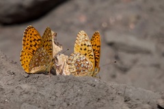 Speyeria hesperis ratonensis