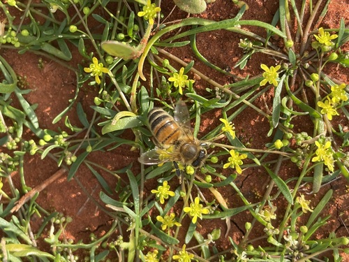 Cuphonotus humistratus, 2022-06-30