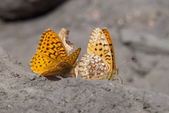 Speyeria hesperis ratonensis