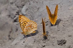 Speyeria hesperis ratonensis