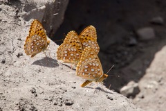 Speyeria hesperis ratonensis