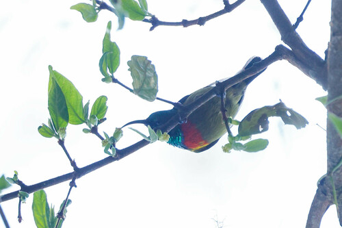 Moreau's Sunbird (Cinnyris moreaui), photo 4
