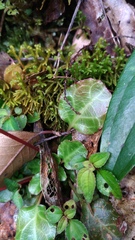 Shortia rotundifolia