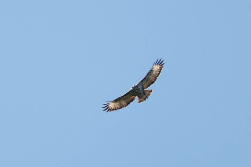 Mountain Buzzard (Buteo oreophilus), photo 9