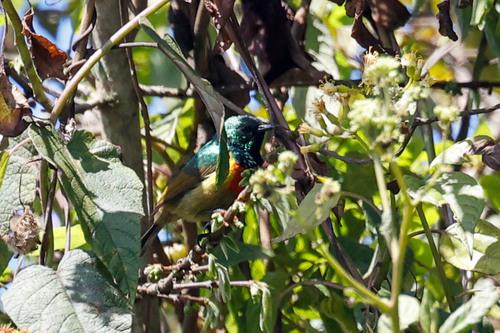 Moreau's Sunbird (Cinnyris moreaui), photo 3