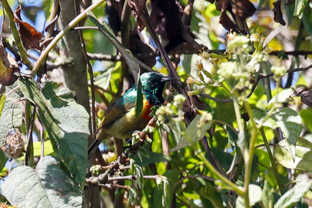 Moreau's Sunbird (Cinnyris moreaui)