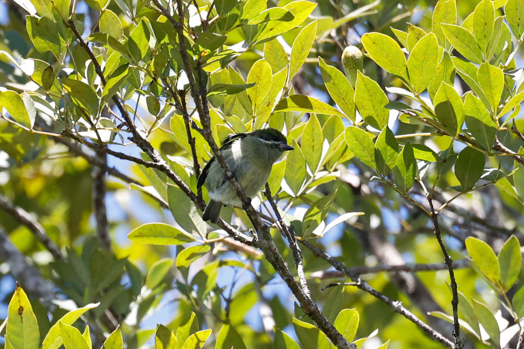 Moustached Tinkerbird (Pogoniulus leucomystax), photo 4