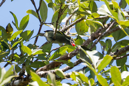 Moustached Tinkerbird (Pogoniulus leucomystax), photo 10