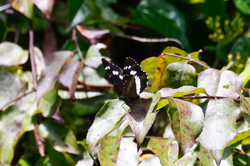 Neptis occidentalis