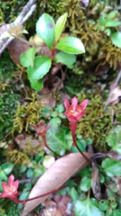 Shortia rotundifolia