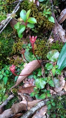 Shortia rotundifolia