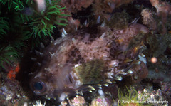 Cyclichthys orbicularis