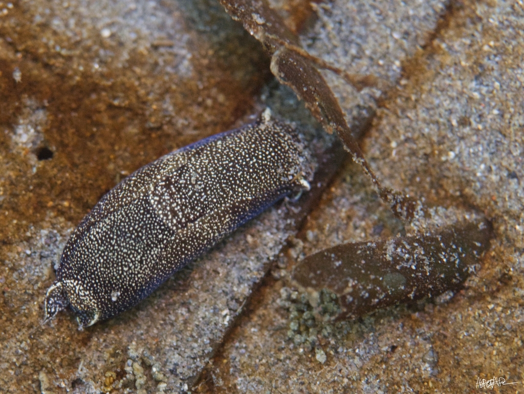 eyespot aglaja