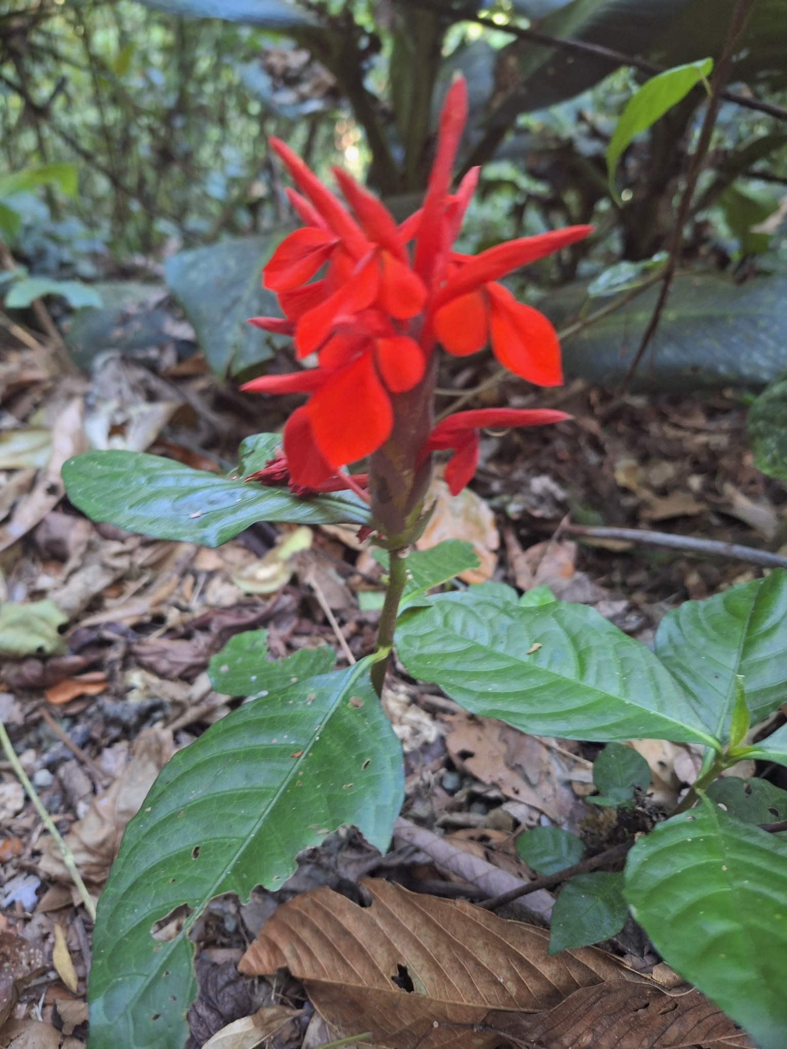 Imagem de Afelandra-laranja