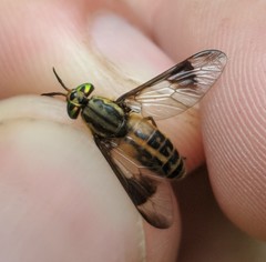 Chrysops lateralis
