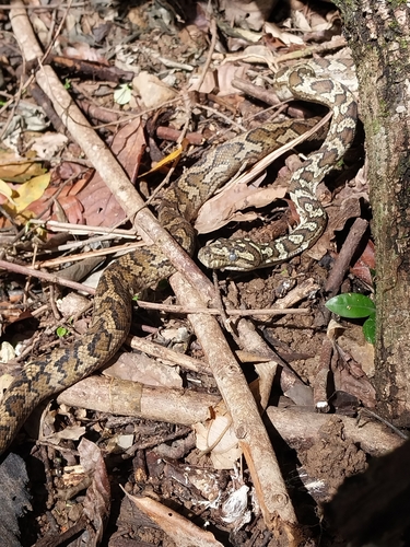 Coastal Carpet Python sighting