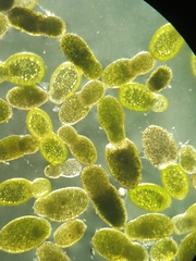 Wolffia brasiliensis