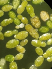 Wolffia brasiliensis