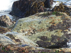Chiton granosus