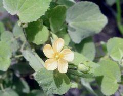 Abutilon viscosum