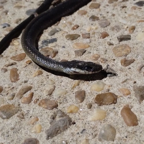 Photo of a Erythrolamprus oligolepis (Erythrolamprus oligolepis)
