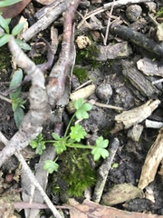 Hydrocotyle foveolata