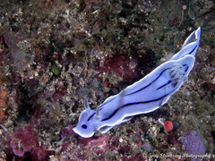 Chromodoris willani
