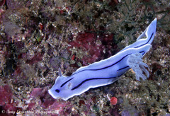 Chromodoris willani