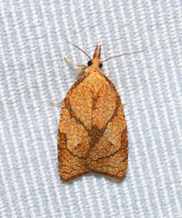 Cenopis reticulatana